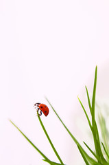 marienkäfer,hintergrund