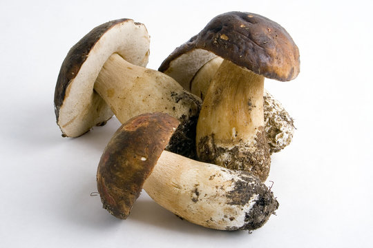 funghi