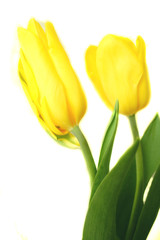 Yellow tulips