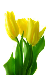 Yellow tulips