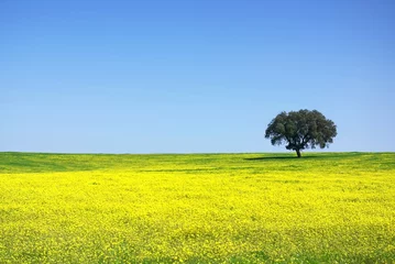 Fotobehang Tree in yellow field. © inacio pires