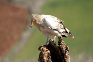 el alimoche