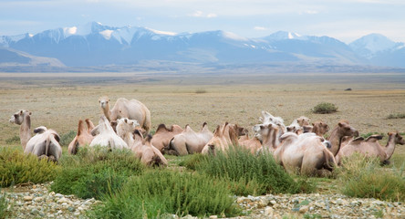 Fototapeta premium Herd of Bactrian camels