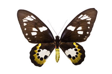 Ornithoptera rothschildi
