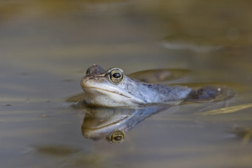 Moorfrosch Männchen (Rana arvalis)