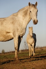 cheval