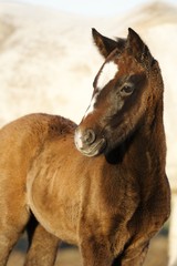 cheval