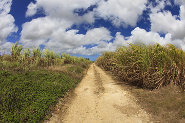Fototapeta na wymiar Barbados Sugar Cane Field