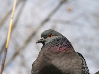 Wild pigeon side view