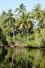 Obraz premium lagoon and jungle
