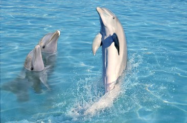 Obraz premium dolphin show in caribbean tuquoise water