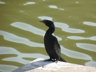 Water Crow