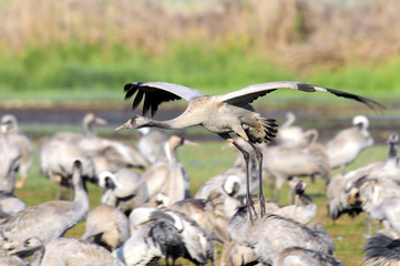 Common Cranes in flight at Ahula Lake, Israel