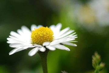 Fototapeta premium Margherita