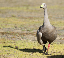 cape barren goose