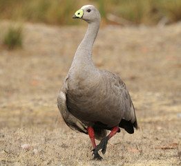 cape barren goose