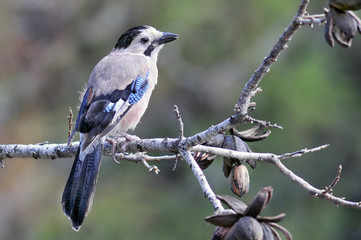 The Eurasian Jay (Garrulus glandarius)
