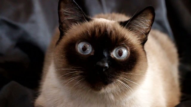 Cat on a dark background