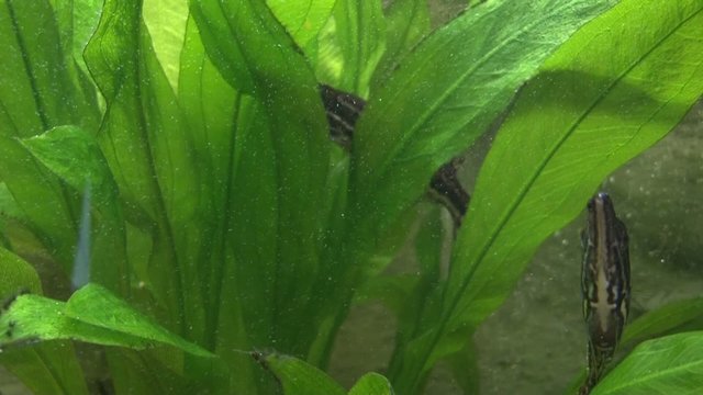 Poisson luciocephalid&eacute; se nourrissant au ralenti