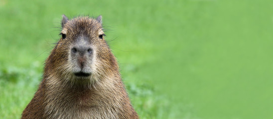 Naklejka premium Portrait of a young Capybara with Copy space