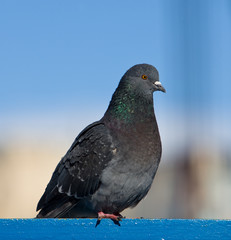 pigeon
