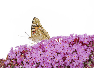 Painted Lady Butterfly