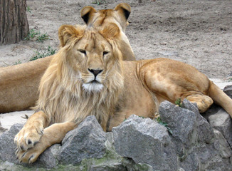 lion