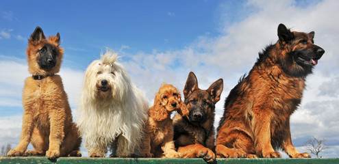 Plakat pięć psów