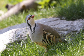 rock partridge,  alectoris graeca