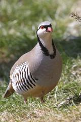 rock partridge,  alectoris graeca