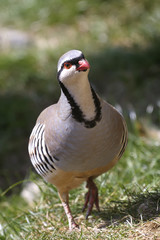 rock partridge,  alectoris graeca