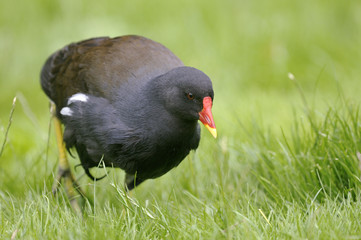 common moorhen,  gallinula chloropus