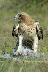 Aguila calzada con presa