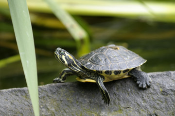 cumberland slider, trachemys scripta troostii
