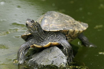 Fototapeta premium cumberland slider, trachemys scripta troostii