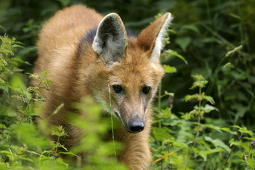 maned wolf, chrysocyon brachyurus