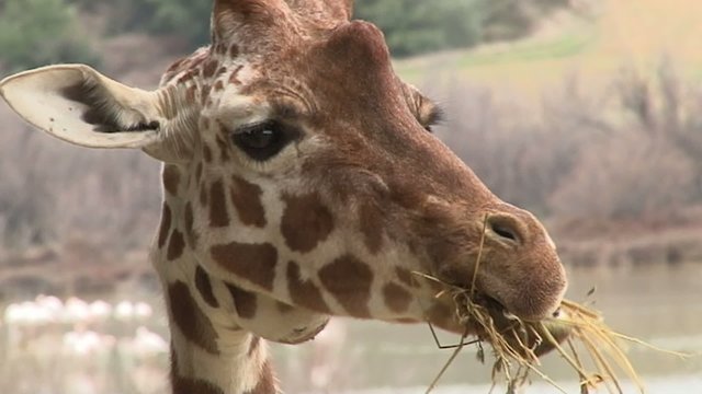 Giraffe qui rumine au ralenti