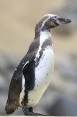 humboldt penguin, spheniscus humboldti