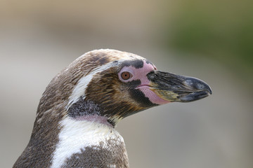 humboldt penguin, spheniscus humboldti