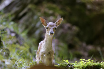 fallow deer, dama dama