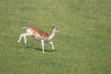 fallow deer, dama dama