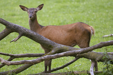 red deer, cervus elaphus