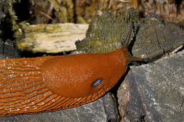 arion vulgaris, spanish slug
