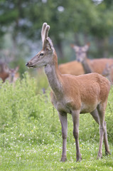 red deer, cervus elaphus