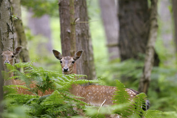 fallow deer, dama dama