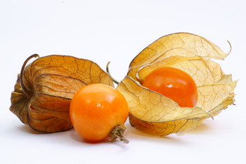 Physalis