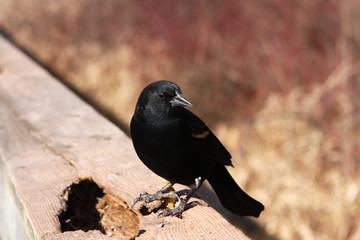 Red-winged Blackbird Male
