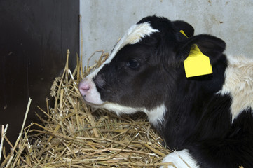 young cow