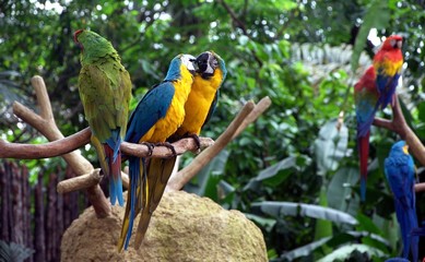 Kissing Parrots