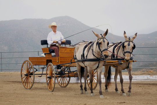 Bringing Up The Mules